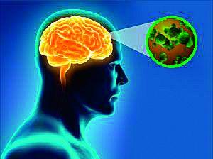 Health department alerted to brain fever: 17 victim | मेंदूज्वराला घेऊन आरोग्य विभाग सतर्क : १७ बळी Health department alerted to brain fever: 17 victim | मेंदूज्वराला घेऊन आरोग्य विभाग सतर्क : १७ बळी