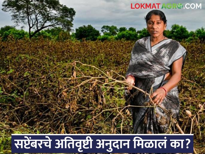 Latest News Important appeal for farmers who have not received September's heavy rainfall subsidy | तुमचे सप्टेंबरचे अतिवृष्टी अनुदान आले नसल्यास, फक्त या' गोष्टी करा, अनुदान जमा होईल! Latest News Important appeal for farmers who have not received September's heavy rainfall subsidy | तुमचे सप्टेंबरचे अतिवृष्टी अनुदान आले नसल्यास, फक्त या' गोष्टी करा, अनुदान जमा होईल!