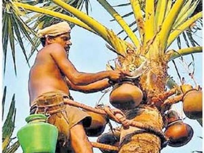 500 liters of poisonous palm oil is produced daily on the potter's orchard | कुंभारीच्या माळरानावर तयार होते दररोज ५०० लिटर विषारी ताडी