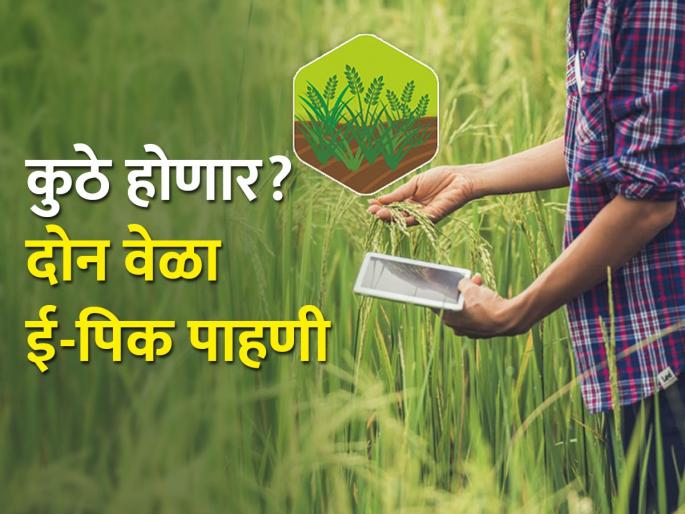 Two times e-peak pahani crop inspection will be done in 114 villages | ११४ गावांमध्ये होणार दोन वेळा ई-पीक पाहणी Two times e-peak pahani crop inspection will be done in 114 villages | ११४ गावांमध्ये होणार दोन वेळा ई-पीक पाहणी
