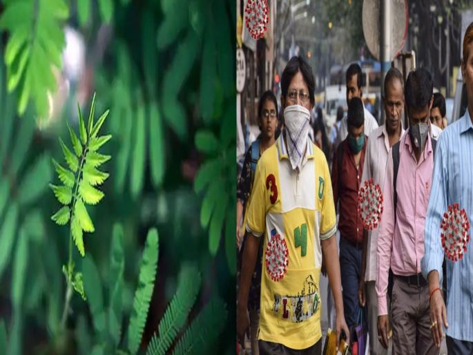 New study claims phytochemicals in plant extracts can fight coronavirus | लढ्याला यश! झाडांमधील रासायनिक तत्वाने कोरोना विषाणू नष्ट होणार; भारतीय तज्ज्ञांचा दावा New study claims phytochemicals in plant extracts can fight coronavirus | लढ्याला यश! झाडांमधील रासायनिक तत्वाने कोरोना विषाणू नष्ट होणार; भारतीय तज्ज्ञांचा दावा