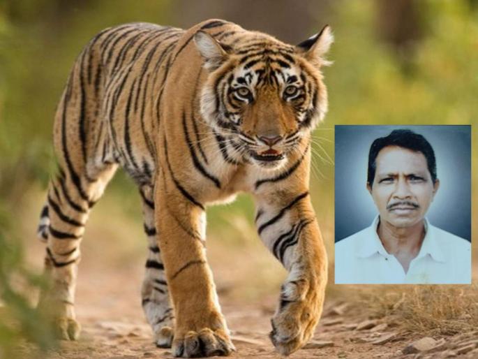 Cattle herdsman dies in tiger attack, incident in Armori taluka; 16th victim in ten months | वाघाच्या हल्ल्यात गुरे चारणाऱ्याचा मृत्यू, आरमोरी तालुक्यातील घटना; दहा महिन्यांत १६ वा बळी Cattle herdsman dies in tiger attack, incident in Armori taluka; 16th victim in ten months | वाघाच्या हल्ल्यात गुरे चारणाऱ्याचा मृत्यू, आरमोरी तालुक्यातील घटना; दहा महिन्यांत १६ वा बळी