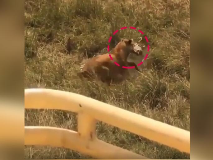 zebra saves her baby from lion video goes viral on social media | Viral Video: आपल्या पिल्लाला वाचवण्यासाठी स्वत:चा जीव धोक्यात टाकुन सिंहाशी लढला झेब्रा zebra saves her baby from lion video goes viral on social media | Viral Video: आपल्या पिल्लाला वाचवण्यासाठी स्वत:चा जीव धोक्यात टाकुन सिंहाशी लढला झेब्रा