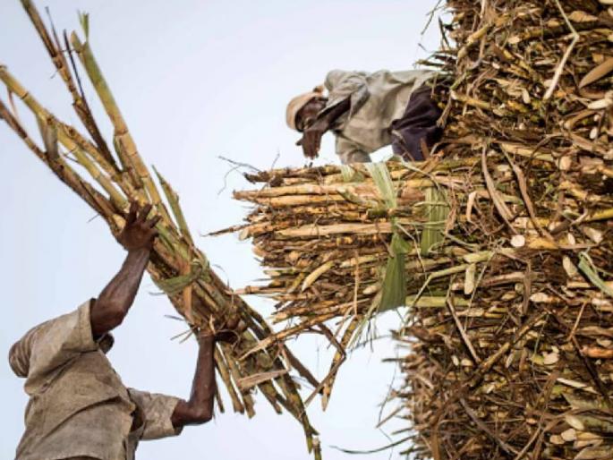 Government decision to ban ethanol; The loss of farmers will increase | इथेनॉलवर बंदीचा सरकारचा निर्णय; शेतकऱ्यांचे नुकसान वाढून भडका उडेल Government decision to ban ethanol; The loss of farmers will increase | इथेनॉलवर बंदीचा सरकारचा निर्णय; शेतकऱ्यांचे नुकसान वाढून भडका उडेल