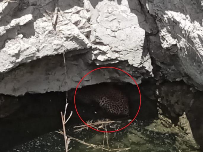 Rescue of a leopard that fell into a well in Aitwade Budruk sangli | विहिरीत पडलेल्या बिबट्याची सुटका, ऐतवडे बुद्रुकमध्ये वन विभागाने सात तास राबविली बचाव मोहीम Rescue of a leopard that fell into a well in Aitwade Budruk sangli | विहिरीत पडलेल्या बिबट्याची सुटका, ऐतवडे बुद्रुकमध्ये वन विभागाने सात तास राबविली बचाव मोहीम