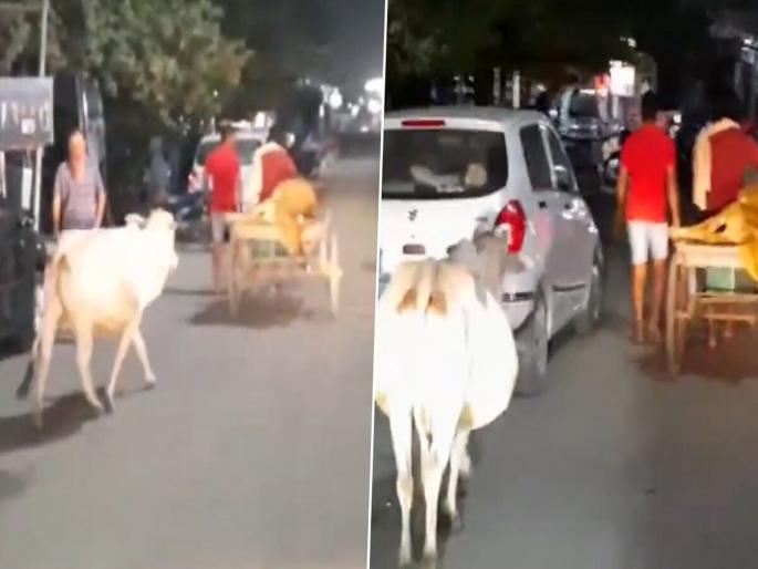 Cow in odishas malkangiri rushes behind trolley rickshaw taking calf to veterinary hospital | हृदयद्रावक! जखमी वासराला रुग्णालयात नेणाऱ्या हातगाडी मागे धावत होती ती; व्हिडिओ पाहून डोळ्यात येईल पाणी Cow in odishas malkangiri rushes behind trolley rickshaw taking calf to veterinary hospital | हृदयद्रावक! जखमी वासराला रुग्णालयात नेणाऱ्या हातगाडी मागे धावत होती ती; व्हिडिओ पाहून डोळ्यात येईल पाणी