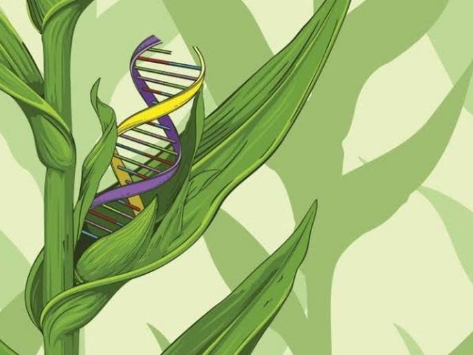 Examine the DNA of the crop to increase production! | पिकांचा ‘डीएनए’ तपासून उत्पादन वाढवणार! Examine the DNA of the crop to increase production! | पिकांचा ‘डीएनए’ तपासून उत्पादन वाढवणार!