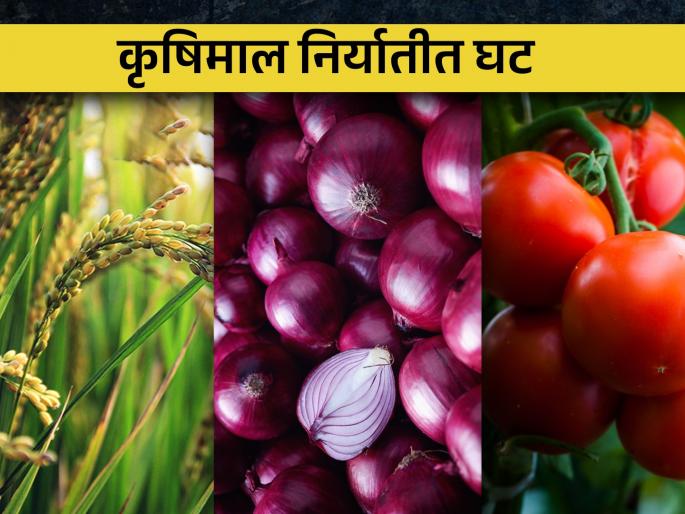 Latest News Restrictions on exports, decline in exports of agricultural commodities | शेती उत्पादनांचा मोठा फटका, कृषिमालाची निर्यात मंदावली  Latest News Restrictions on exports, decline in exports of agricultural commodities | शेती उत्पादनांचा मोठा फटका, कृषिमालाची निर्यात मंदावली