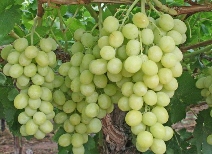 At the beginning of the season, the export of five and a half tons of grapes | येवल्यातून साडेपाचशे टन द्राक्ष निर्यात At the beginning of the season, the export of five and a half tons of grapes | येवल्यातून साडेपाचशे टन द्राक्ष निर्यात