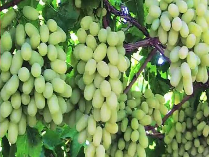 Export of grapes from Sangli district has started Nine containers left for Dubai | सांगली जिल्ह्यातून द्राक्षाच्या निर्यातीचा श्रीगणेशा, नऊ कंटेनर दुबईला रवाना Export of grapes from Sangli district has started Nine containers left for Dubai | सांगली जिल्ह्यातून द्राक्षाच्या निर्यातीचा श्रीगणेशा, नऊ कंटेनर दुबईला रवाना