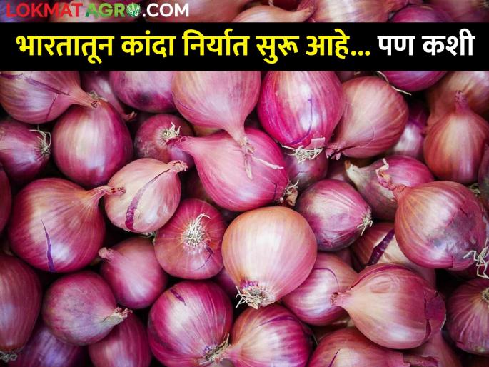 Regular smuggling of at least 1,800 tonnes of onion from India; Export ban benefits competing countries | भारतातून राेज किमान १,८०० टन कांद्याची तस्करी; निर्यातबंदीमुळे स्पर्धक देशांना फायदा Regular smuggling of at least 1,800 tonnes of onion from India; Export ban benefits competing countries | भारतातून राेज किमान १,८०० टन कांद्याची तस्करी; निर्यातबंदीमुळे स्पर्धक देशांना फायदा