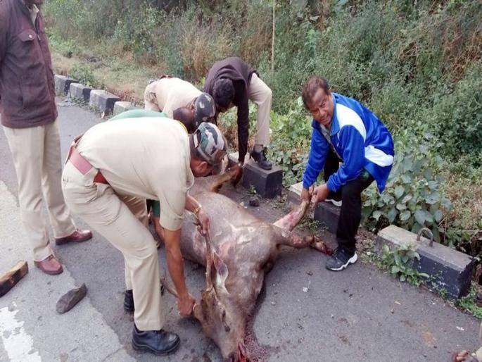 Deer killed a rare Sambar race while crossing the road on the Mumbai-Pune Express Highway | मुंबई पुणे द्रुतगती महामार्गावर रस्ता ओलांडताना दुर्मिळ सांबर जातीचा हरीण मृत्युमुखी Deer killed a rare Sambar race while crossing the road on the Mumbai-Pune Express Highway | मुंबई पुणे द्रुतगती महामार्गावर रस्ता ओलांडताना दुर्मिळ सांबर जातीचा हरीण मृत्युमुखी