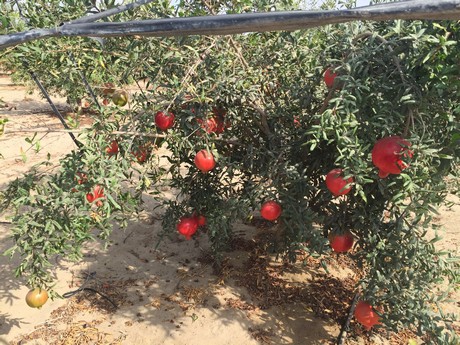 Extreme water scarcity hit the fruit gardens | भीषण पाणीटंचाईचा फळबागांना जबर फटका Extreme water scarcity hit the fruit gardens | भीषण पाणीटंचाईचा फळबागांना जबर फटका