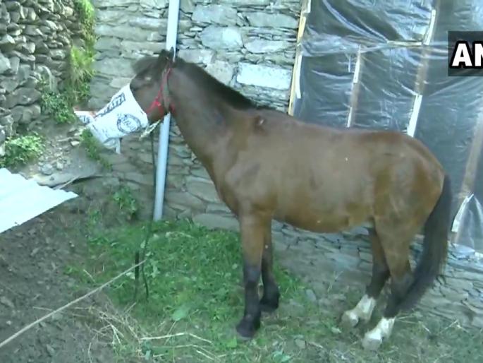 Coronavirus: The horse is under home quarantine at Jammu pnm | Coronavirus: कोरोनाची दहशत! ‘या’ घोड्याला होम क्वारंटाईन करण्याचे कुटुंबाला आदेश, कारण...