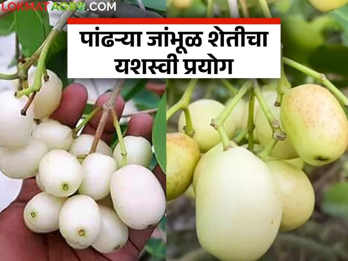 Successful experiment in cultivating white purple plums, which are in high demand, in the former Chief Minister's farm | मोठी मागणी असलेल्या पांढऱ्या रंगाच्या जांभूळ शेतीचा माजी मुख्यमंत्र्यांच्या शेतात यशस्वी प्रयोग Successful experiment in cultivating white purple plums, which are in high demand, in the former Chief Minister's farm | मोठी मागणी असलेल्या पांढऱ्या रंगाच्या जांभूळ शेतीचा माजी मुख्यमंत्र्यांच्या शेतात यशस्वी प्रयोग
