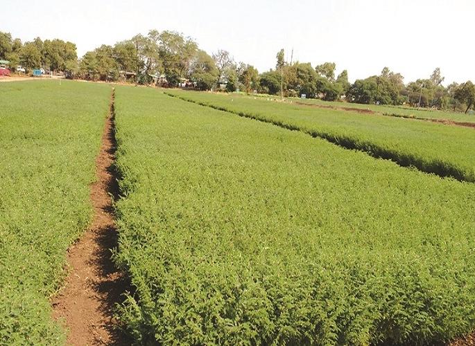 Despite good rain, the decline of gram sowing in the Amravati region | चांगल्या पावसानंतरही अमरावती विभागात हरभऱ्याच्या क्षेत्रात घट Despite good rain, the decline of gram sowing in the Amravati region | चांगल्या पावसानंतरही अमरावती विभागात हरभऱ्याच्या क्षेत्रात घट