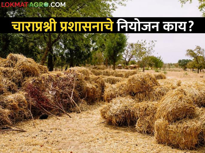 What is the purpose of four question administration? Ban on sale of fodder from elsewhere in this district | चाराप्रश्नी प्रशासनाचे नियाेजन काय? या जिल्ह्यातून इतरत्र चारा विक्रीस बंदी What is the purpose of four question administration? Ban on sale of fodder from elsewhere in this district | चाराप्रश्नी प्रशासनाचे नियाेजन काय? या जिल्ह्यातून इतरत्र चारा विक्रीस बंदी