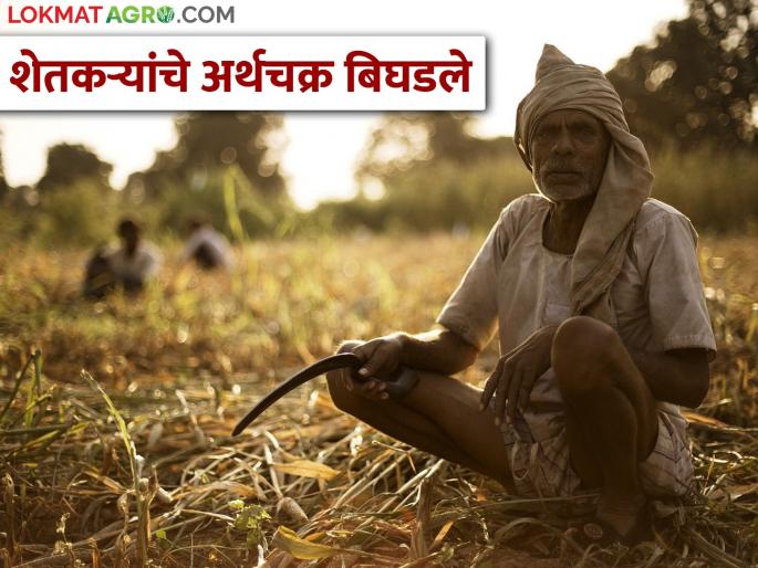 Due to increase in the price of seeds and fertilizers, Baliraja came to Metakuti! | बियाणे, खतांच्या दरवाढीमुळे बळीराजा आला मेटाकुटीला !