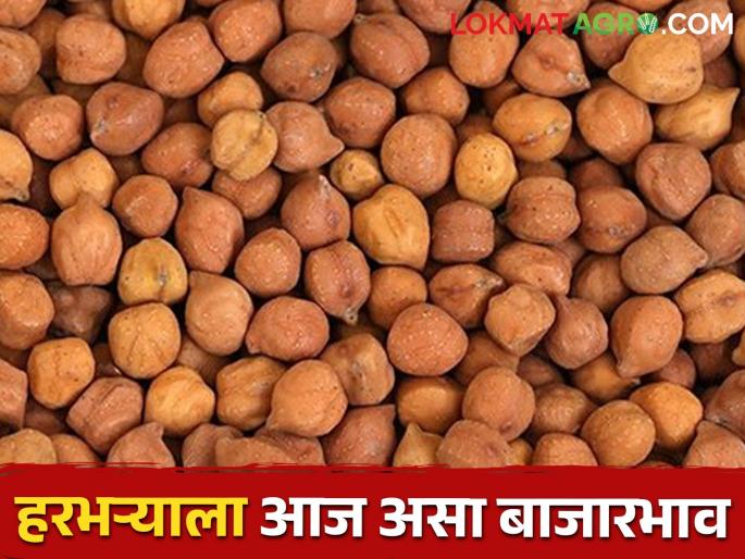 Chick pea: Today in this market committee, the price of chick pea is getting good deal | Chick pea:आज या बाजारसमितीत हरभऱ्याने खाल्ला भाव, मिळतोय असा दर..