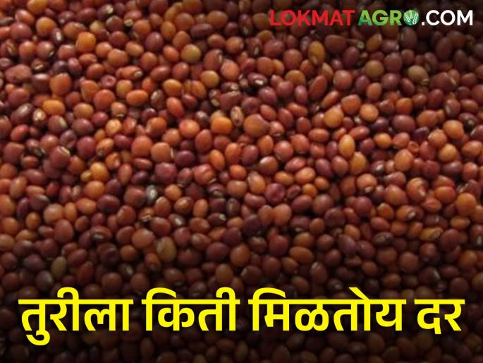maharashtra agriculture farmer todays Turi rates in market yard | जाणून घ्या आजचे तुरीचे दर