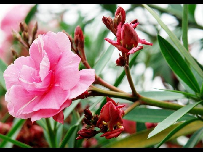 Girl died after chewing Arali flowe by mistake in Kerala | फोनवर बोलता बोलता तरूणीने खाल्लं फूल, काही वेळाने गेला तिचा जीव... Girl died after chewing Arali flowe by mistake in Kerala | फोनवर बोलता बोलता तरूणीने खाल्लं फूल, काही वेळाने गेला तिचा जीव...