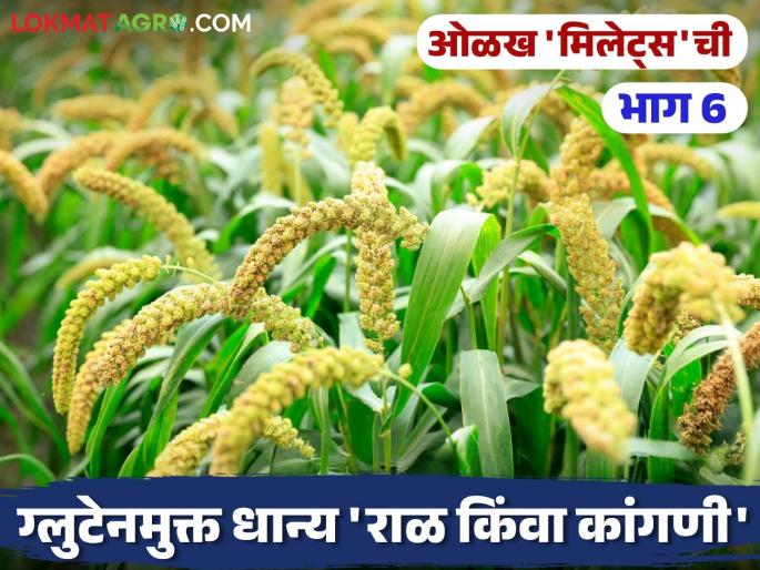 Foxtail Millets: Do you know 'these' things about the important, nutritious resin or kangani in coarse grains? | Foxtail Millets : भरडधान्यांतील महत्त्वाच्या, पौष्टिक राळ किंवा कांगणीबद्दल 'या' गोष्टी माहितीयेत का? Foxtail Millets: Do you know 'these' things about the important, nutritious resin or kangani in coarse grains? | Foxtail Millets : भरडधान्यांतील महत्त्वाच्या, पौष्टिक राळ किंवा कांगणीबद्दल 'या' गोष्टी माहितीयेत का?