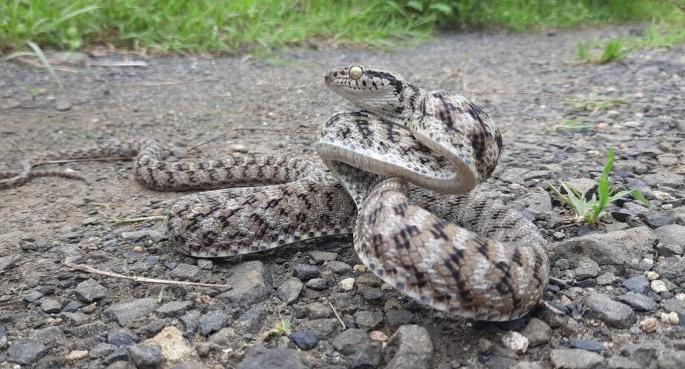 Rare Fausten cat snake found for the first time in Nagpur | नागपुरात पहिल्यांदाच आढळला दुर्मिळ फॉस्टेन कॅट साप Rare Fausten cat snake found for the first time in Nagpur | नागपुरात पहिल्यांदाच आढळला दुर्मिळ फॉस्टेन कॅट साप