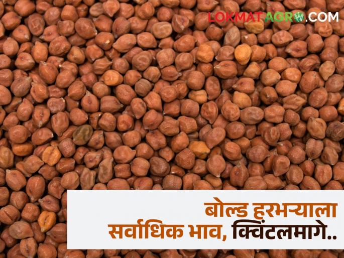 In Jalgaon, the bold variety of gram is getting the highest price, where is the market price? | जळगावात बोल्ड जातीच्या हरभऱ्याला सर्वाधिक भाव मिळतोय, कुठे काय बाजारभाव? In Jalgaon, the bold variety of gram is getting the highest price, where is the market price? | जळगावात बोल्ड जातीच्या हरभऱ्याला सर्वाधिक भाव मिळतोय, कुठे काय बाजारभाव?