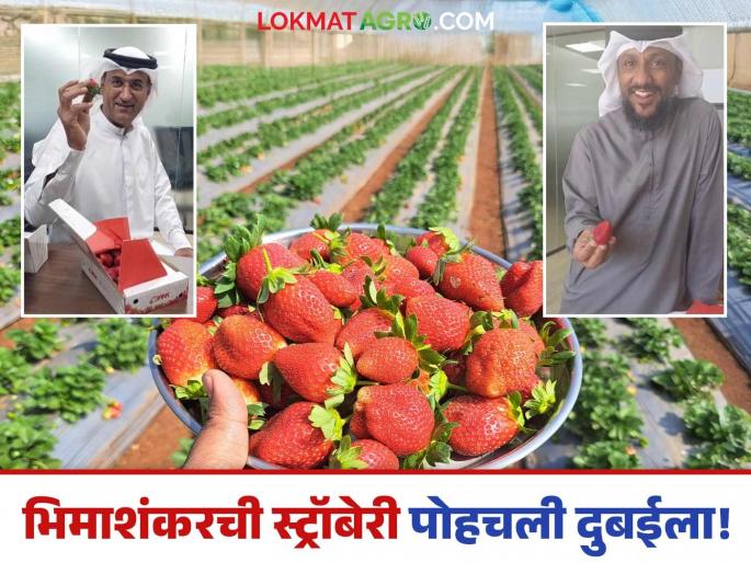 Bhimashankar Strawberry Bhimashankar strawberries reached Dubai! Record price received | Bhimashankar strawberry : भिमाशंकरची स्ट्रॉबेरी पहिल्यांदाच पोहचली दुबईला! मिळाला विक्रमी दर Bhimashankar Strawberry Bhimashankar strawberries reached Dubai! Record price received | Bhimashankar strawberry : भिमाशंकरची स्ट्रॉबेरी पहिल्यांदाच पोहचली दुबईला! मिळाला विक्रमी दर