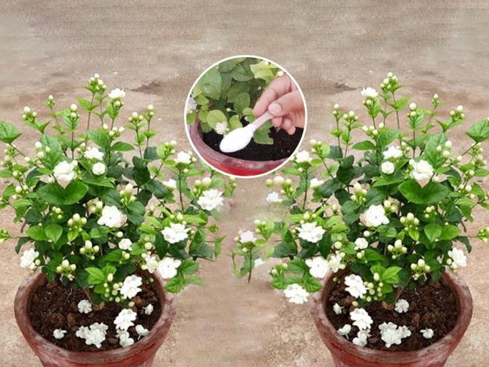 How To Take Care Of Mogra Plant In Terrace Garden : Did Mogra dry up during the rainy season? No flowers at all?; 3 easy solutions, Mogra will get lots of flowers... | ऐन पावसाळ्यात मोगरा सुकून गेला? एकही फूल नाही?; ३ सोपे उपाय, मोगऱ्याला येतील भरपूर फुलं…