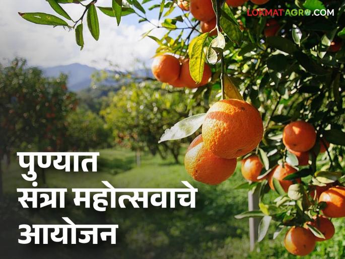 Orange Festival: Good news for Pune residents! Orange Festival to be held in Kothrud; Buy directly from farmers | Orange Festival : पुणेकरांसाठी खूशखबर! कोथरूडला भरणार संत्रा महोत्सव; थेट शेतकऱ्यांकडून करा खरेदी Orange Festival: Good news for Pune residents! Orange Festival to be held in Kothrud; Buy directly from farmers | Orange Festival : पुणेकरांसाठी खूशखबर! कोथरूडला भरणार संत्रा महोत्सव; थेट शेतकऱ्यांकडून करा खरेदी