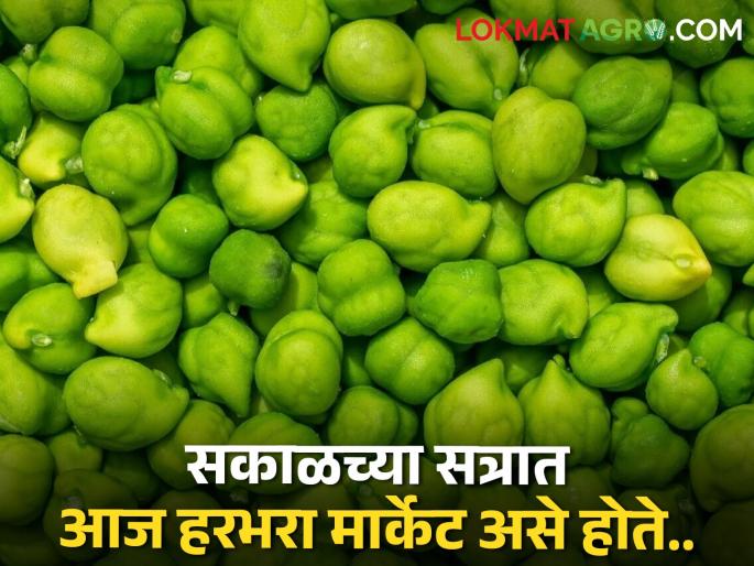 1540 quintal in Washim and 1300 quintal chick pea in Jalgaon, what is market rate? | वाशिममध्ये १५४०, जळगावात १३०० क्विंटल हरभऱ्याची आवक, मिळतोय असा बाजारभाव 1540 quintal in Washim and 1300 quintal chick pea in Jalgaon, what is market rate? | वाशिममध्ये १५४०, जळगावात १३०० क्विंटल हरभऱ्याची आवक, मिळतोय असा बाजारभाव