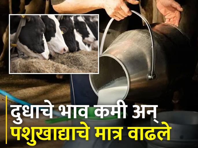 The economy of cattle farmers has deteriorated! The price of milk decreased and animal fodder increased | पशुपालकांचे अर्थकारण बिघडले! दुधाचे भाव कमी अन् पशुखाद्याचे मात्र वाढले The economy of cattle farmers has deteriorated! The price of milk decreased and animal fodder increased | पशुपालकांचे अर्थकारण बिघडले! दुधाचे भाव कमी अन् पशुखाद्याचे मात्र वाढले