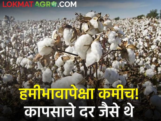 Todays Cotton Rates are less than guaranteed! Know today's detailed rates | Todays Cotton Rates : कापसाचे दरही हमीभावापेक्षा कमीच! जाणून घ्या आजचे सविस्तर दर Todays Cotton Rates are less than guaranteed! Know today's detailed rates | Todays Cotton Rates : कापसाचे दरही हमीभावापेक्षा कमीच! जाणून घ्या आजचे सविस्तर दर