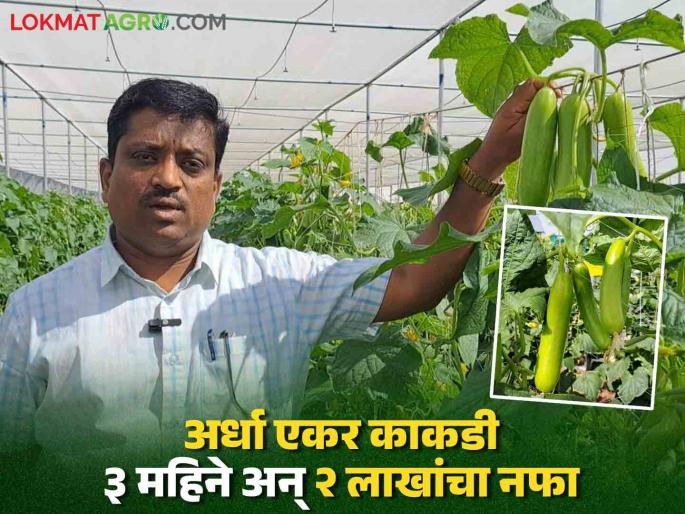 Cucumbers were cultivated in half an acre of shade net; Net profit of Rs. 2 lakhs in 3 months | Cucumber Success Story : अर्धा एकर शेडनेटमध्ये केली काकडीची लागवड; ३ महिन्यात २ लाखांचा निव्वळ नफा Cucumbers were cultivated in half an acre of shade net; Net profit of Rs. 2 lakhs in 3 months | Cucumber Success Story : अर्धा एकर शेडनेटमध्ये केली काकडीची लागवड; ३ महिन्यात २ लाखांचा निव्वळ नफा