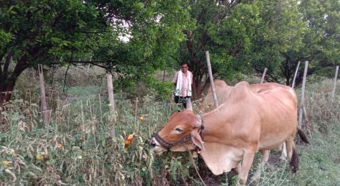 Bulls had to be released on tomato fields; Loss of 60-70 thousands | टोमॅटोच्या शेतात सोडावे लागले बैल; ६०-७० हजारांचे नुकसान Bulls had to be released on tomato fields; Loss of 60-70 thousands | टोमॅटोच्या शेतात सोडावे लागले बैल; ६०-७० हजारांचे नुकसान
