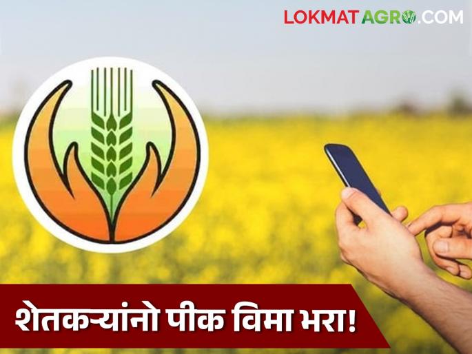 Rabi Crop Insurance Farmers pay Rabi Crop Insurance The last few days are left  | Rabi Crop Insurance : शेतकऱ्यांनो, रब्बी पीक विमा भरा! शेवटचे काही दिवस राहिलेत शिल्लक  Rabi Crop Insurance Farmers pay Rabi Crop Insurance The last few days are left  | Rabi Crop Insurance : शेतकऱ्यांनो, रब्बी पीक विमा भरा! शेवटचे काही दिवस राहिलेत शिल्लक