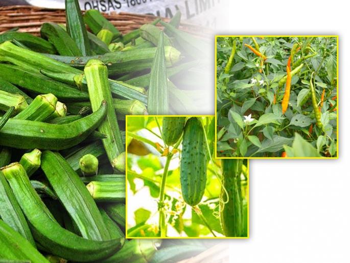 Loss of Lady Finger, cucumber, chillies on 252 hectares in 49 villages of Thane district | ठाणे जिल्ह्यातील ४९ गांवामधील २५२ हेक्टरवरील भेंडी, काकडी, मिरचीचे नुकसान Loss of Lady Finger, cucumber, chillies on 252 hectares in 49 villages of Thane district | ठाणे जिल्ह्यातील ४९ गांवामधील २५२ हेक्टरवरील भेंडी, काकडी, मिरचीचे नुकसान