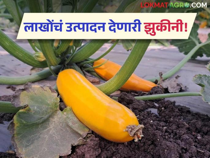 Zucchini crop farmer agriculture more yield exotic vegetables | Zucchini: झुकीनी पिकाबद्दल 'या' गोष्टी माहिती आहेत का?