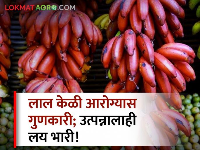farmer maharashtra healthy red banana cultivation Income opportunity farmers | आरोग्यदायी लाल केळी पाहिलीये का? शेतकऱ्यांना उत्पन्नाची संधी