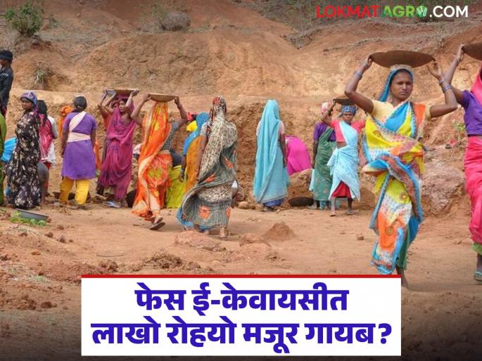 latest news MGNREGA Scheme: Lakhs of Rohyo labourers missing in Face e-KYC? What is the reason? Read in detail | MGNREGA Scheme : फेस ई-केवायसीत लाखो रोहयो मजूर गायब? काय आहे कारण वाचा सविस्तर