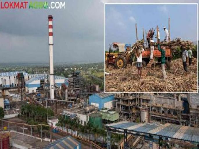 Sugarcane scampering in the border area, Maharashtra factory owner engaged in election | सीमाभागात उसाची पळवापळवी, महाराष्ट्रातील कारखानदार निवडणुकीच्या रणांगणात मग्न Sugarcane scampering in the border area, Maharashtra factory owner engaged in election | सीमाभागात उसाची पळवापळवी, महाराष्ट्रातील कारखानदार निवडणुकीच्या रणांगणात मग्न