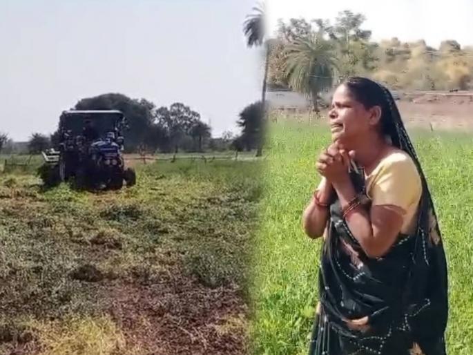In Vidisha, Madhya Pradesh, the administration took action against a farmer, a tractor was driven over the crops | पत्नी करत राहिली विनवणी, शेतकरी जमिनीवर कोसळला; उभ्या पिकावर प्रशासनाने फिरवला ट्रॅक्टर In Vidisha, Madhya Pradesh, the administration took action against a farmer, a tractor was driven over the crops | पत्नी करत राहिली विनवणी, शेतकरी जमिनीवर कोसळला; उभ्या पिकावर प्रशासनाने फिरवला ट्रॅक्टर