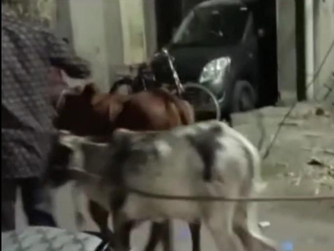 Six animals brought for slaughter were euthanized | कत्तलीसाठी आणलेल्या सहा जनावरांना जिवदान Six animals brought for slaughter were euthanized | कत्तलीसाठी आणलेल्या सहा जनावरांना जिवदान