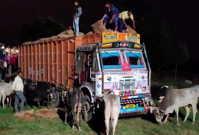 Illegal cattle truck caught in Faizpur | फैजपूर येथे गुरांची अवैध वाहतूक करणारा ट्रक पकडला Illegal cattle truck caught in Faizpur | फैजपूर येथे गुरांची अवैध वाहतूक करणारा ट्रक पकडला