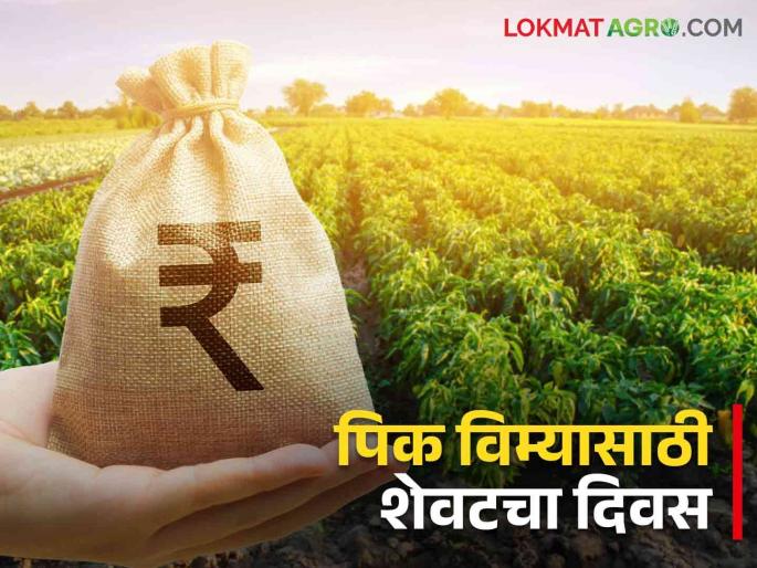 Pik Vima: Control on Fake crop insurance applications.. how to action taken | Pik Vima: बनावट पीकविमा करणाऱ्यांना चाप.. अशी केली कारवाई Pik Vima: Control on Fake crop insurance applications.. how to action taken | Pik Vima: बनावट पीकविमा करणाऱ्यांना चाप.. अशी केली कारवाई