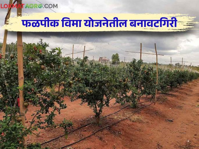 Fruit Orchards were shown to take advantage of the scheme, but if you look at 60% of the places, there are no orchards at all Read the case in detail | योजनेचा लाभ घेण्यासाठी फळबागा दाखवल्या पण प्रत्यक्ष पाहिलं तर ६०% जागांवर फळबागाच नाहीत.. काय आहे प्रकरण वाचा सविस्तर Fruit Orchards were shown to take advantage of the scheme, but if you look at 60% of the places, there are no orchards at all Read the case in detail | योजनेचा लाभ घेण्यासाठी फळबागा दाखवल्या पण प्रत्यक्ष पाहिलं तर ६०% जागांवर फळबागाच नाहीत.. काय आहे प्रकरण वाचा सविस्तर
