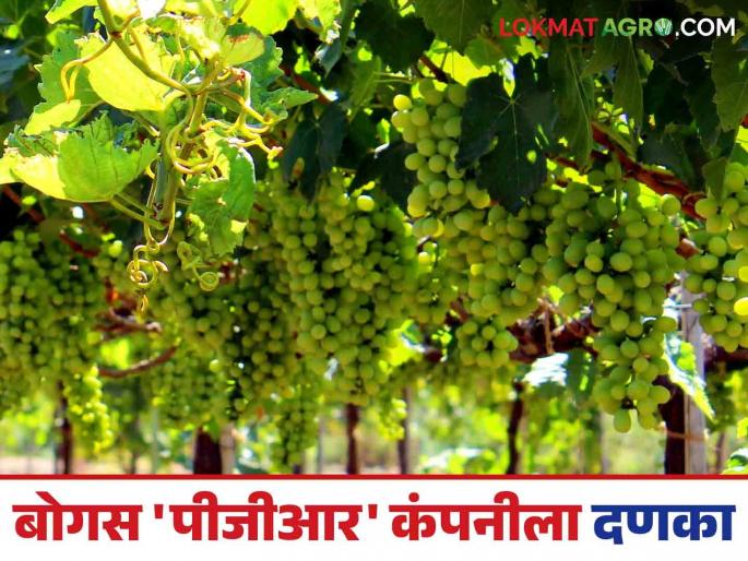 Bogus PGR : Bogus PGR is doing a strong business but the Agriculture Department cannot find the company's address | Bogus PGR : बोगस पीजीआरचा सुरु आहे जोरदार धंदा पण कृषी विभागाला सापडेना कंपनीचा पत्ता