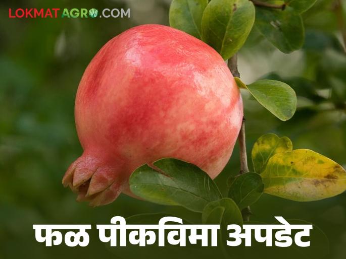 Latest News Fal Pik Vima Farmers' fruit crop insurance 2023-24 approved see details | Fal Pik Vima : फळ पिकविमा मंजूर शेतकऱ्यांसाठी शासनाचा महत्वपूर्ण निर्णय, वाचा सविस्तर  Latest News Fal Pik Vima Farmers' fruit crop insurance 2023-24 approved see details | Fal Pik Vima : फळ पिकविमा मंजूर शेतकऱ्यांसाठी शासनाचा महत्वपूर्ण निर्णय, वाचा सविस्तर