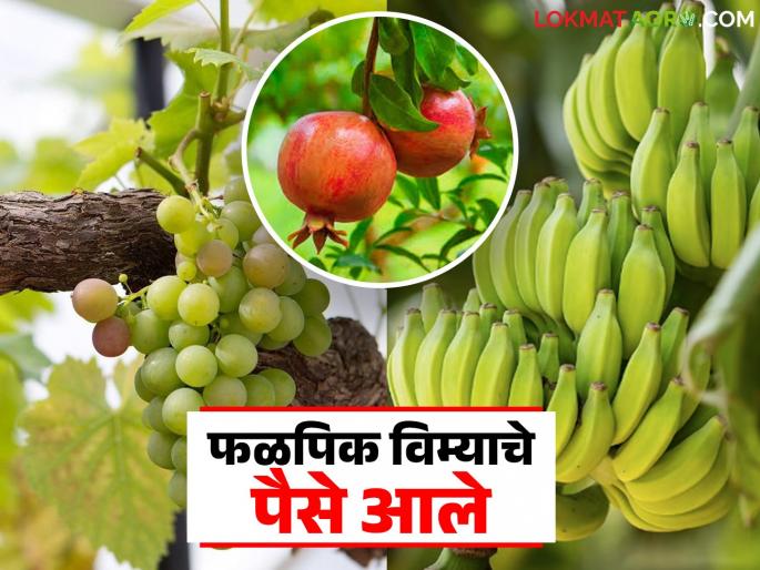 Good news for fruit grower farmers; Fruit crop insurance money received in Ambia Bahar | फळ उत्पादक शेतकऱ्यांसाठी खुशखबर; अंबिया बहारातील फळपिक विम्याचे पैसे आले